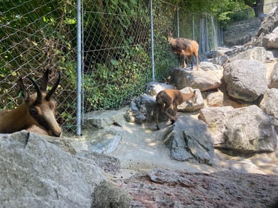 This media file shows a rocky enclosure with three chamois. In the foreground, a chamois's head and horns are visible, with its body cut off by the frame. In the middle ground, a younger chamois is shown from behind, facing away from the camera. In the background, a larger chamois stands on a rock, facing the camera. The enclosure features large rocks, sand, and a chain-link fence in the background, with dense foliage visible beyond the fence. Sunlight dapples the scene, suggesting it is daytime. The location is identified as Innsbruck, Austria.