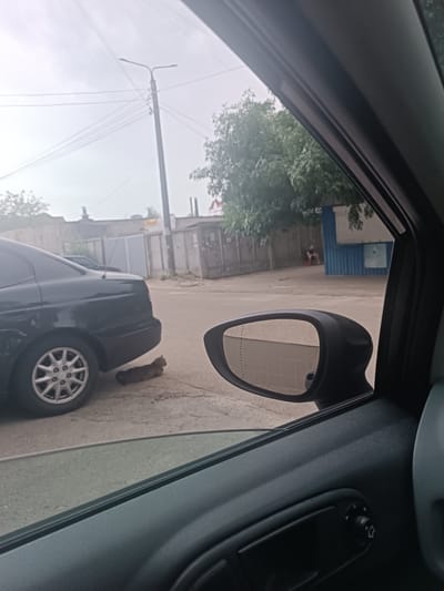 The image is taken from inside a car, looking out through the passenger-side window and side mirror. In the foreground, a dark-colored car is parked on a paved surface. A brown cat is lying on the ground near the rear tire of the parked car. Beyond the car, there is a street with a tall utility pole with wires overhead. The background shows a low-lying building with a corrugated metal fence, and further back, a blue structure with some posters. A person is seated outside the blue structure. The sky is overcast. The location is identified as Zhytomyr, Ukraine.