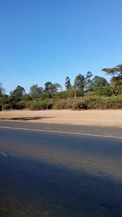 A road stretches into the distance, reflecting the bright blue sky. Beyond the road lies a strip of dry, sandy earth, leading to a dense line of green trees and shrubbery. The trees are a mix of heights and shapes, some reaching taller than others. Utility poles are visible amongst the trees. The scene is bathed in sunlight, creating a serene and clear view.