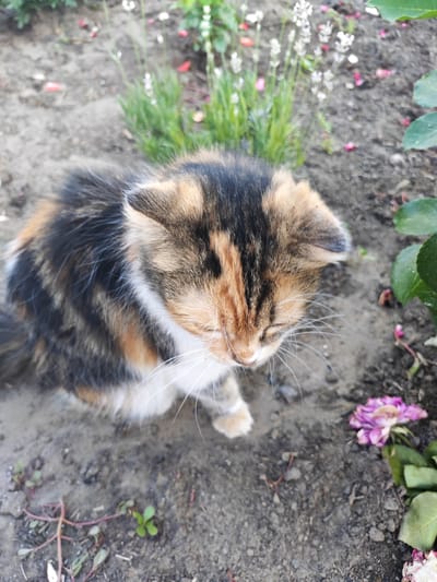 The image is a close-up, high-angle shot of a calico cat with its head down, appearing to be grooming or resting. The cat has black, orange, and white fur. It is sitting on dark soil with scattered small green plants and some fallen flower petals. In the background, there are more plants, including some with small white flowers that resemble lavender, and some green leaves from a larger plant. A wilted purple flower and a green leaf are visible in the lower right corner. The lighting suggests it is daytime. The location is identified as Krutinskiy, Russia.