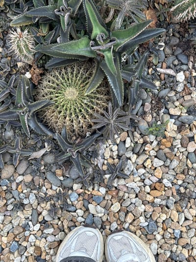 The scene depicts an overhead view of a rock garden in San Phra Net, Thailand. A large, spherical cactus, approximately 25-30 cm in diameter, with numerous radiating light-yellow spines, is centrally positioned. Surrounding this main cactus are various succulent plants, primarily dark green to grayish-green, featuring pointed, serrated leaves, some forming star-like rosettes or elongated structures. A second, smaller cactus with prominent white spines is partially visible in the upper-left. The ground is covered by an extensive layer of varied pebbles and small stones, exhibiting natural tones of grey, brown, beige, and white. At the bottom of the frame, the toe and forefoot sections of two light-grey athletic shoes with mesh uppers and dark soles are visible, indicating the presence of an individual standing over the garden.