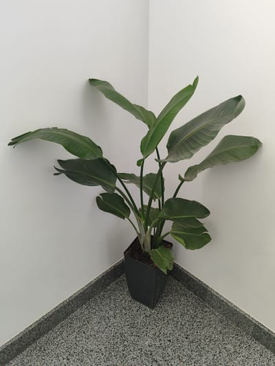A potted plant with large green leaves, possibly a Strelitzia, is positioned in the corner of a room. The plant is in a dark square pot filled with soil. The walls are painted white and meet at a sharp right angle. The floor is a speckled terrazzo material with shades of gray and white, bordered by a dark gray skirting board. The lighting appears to be even and diffuse, suggesting an indoor setting. The image is taken from a slightly elevated perspective, looking down at the plant and the corner of the room.