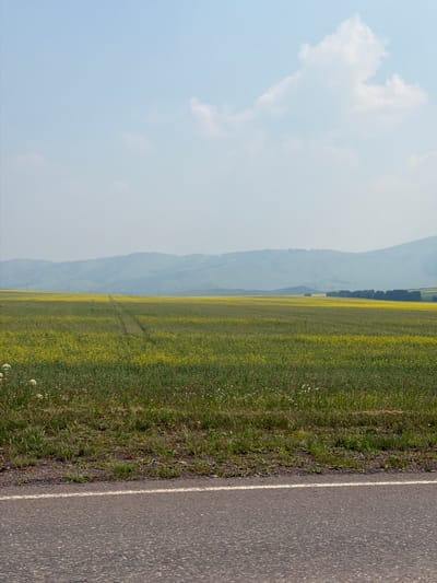The image depicts a vast field of yellow flowers, likely rapeseed, stretching towards distant, hazy mountains under a pale blue sky with scattered white clouds. A faint track runs through the field, suggesting recent passage. In the foreground, the edge of an asphalt road with a white line is visible, bordered by a strip of green grass and small wildflowers. The scene appears to be a rural landscape in or around Kop'evo, Russia, characterized by agricultural land and natural topography. No people or specific actions are discernible.