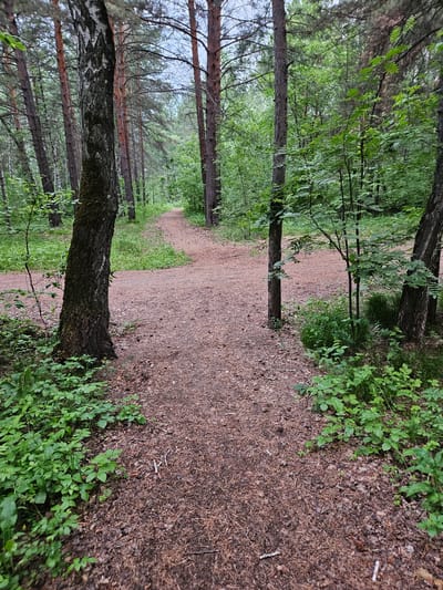 The image depicts a forest path in Sosnovoborsk, Russia. The path is made of gravel and pine needles and appears to be a popular walking trail, evidenced by its well-trodden appearance. The path forks into two directions, leading deeper into the dense forest. Tall, slender trees with dark bark and green foliage dominate the scene, creating a canopy overhead. Lush green undergrowth, including ferns and small plants, lines the sides of the path. The lighting suggests an overcast or twilight sky, contributing to the serene and somewhat somber atmosphere of the forest. There are no people or animals visible in the image, and the scene is tranquil and untouched.