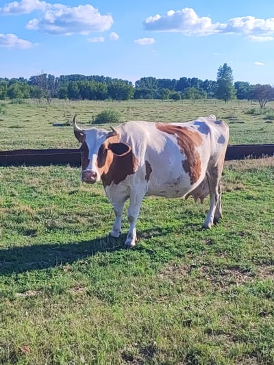 In a sunlit, grassy field near the village of Sokolovo, Russia, a brown and white cow stands facing the camera. The cow has short, curved horns and its udder is visible. The field is characterized by green grass and scattered patches of dried vegetation. In the background, a line of trees forms a distant border, under a bright blue sky dotted with fluffy white clouds. A dark, horizontal object, possibly a trough or fence element, is partially visible in the mid-ground, casting a shadow. The overall impression is of a tranquil rural landscape.
