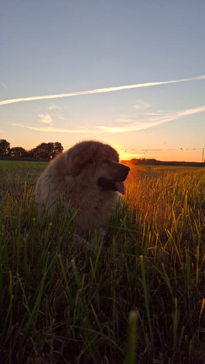 An adult Great Pyrenees dog with tan fur is sitting in tall green grass in a field at sunset. The dog's mouth is open, and its tongue is hanging out. The setting sun is visible on the horizon, casting a warm orange glow on the scene. The sky is a pale blue with some wispy clouds and a contrail from an airplane. In the distance, there are trees and power lines. The image was taken in Timmolovo, Russia.