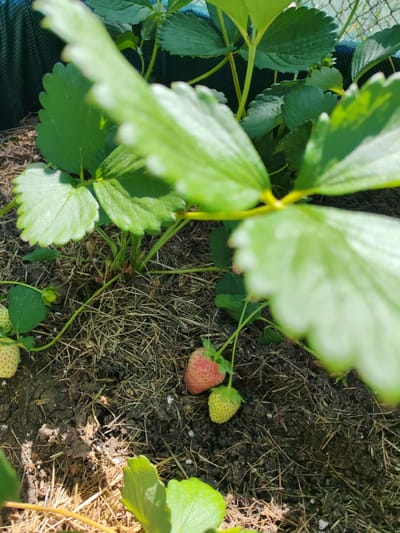 The image depicts a close-up view of a strawberry plant in Aldomirovtsi, Bulgaria. The plant has green leaves and several strawberries in various stages of ripeness, ranging from green to partially red. The plant is growing in soil covered with straw or dried grass mulch. The background shows some green foliage and a mesh-like material.