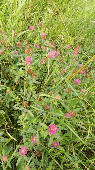 The image shows a close-up view of a patch of pink clover flowers and seed heads, interspersed with green grass and leaves. The scene appears to be a natural outdoor environment, likely a field or meadow. There are no people or man-made objects visible in the frame. The lighting suggests it is daytime, with soft light filtering through the foliage. The image quality is good, with clear focus on the flowers and surrounding vegetation. The setting is identified as Pirogovo, Russia.