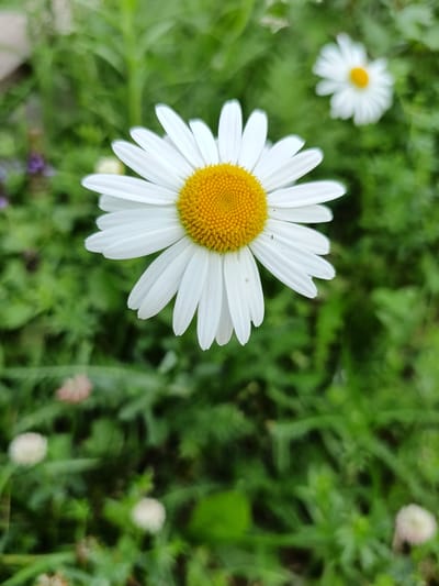 A close-up, top-down view of a white daisy with a bright yellow center is presented. The flower is in sharp focus, occupying the center of the frame. Its white petals radiate outwards, and the textured yellow center is clearly visible. In the background, a second daisy is out of focus, appearing as a blurred white and yellow shape. The rest of the background is a soft-focus blur of green foliage, suggesting a garden or natural setting. There are no people or human activity visible in the image. The scene appears to be from Lagovskoe, Russia.