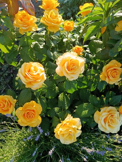 The image is a close-up, top-down view of a bush of yellow roses and lavender. The roses are in various stages of bloom, with some fully opened and others still budding. The petals are a vibrant yellow, with some showing hints of orange or peach. The lavender is a deep purple and grows in clusters among the rose bushes. The background is a blur of green leaves and dark soil, suggesting a garden setting. The lighting indicates a sunny day, with shadows cast by the leaves and petals. There are no people visible in the image, and no actions or interactions are taking place. The location of Novozybkov, Russia is not discernable from the image itself.