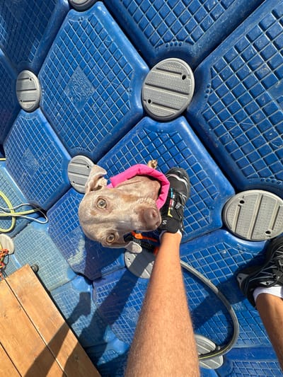 A gray dog is sitting on a blue floating dock, looking up at the camera. The dog is wearing a pink collar and is being held by a person's leg, which is visible in the image. The person is wearing black shoes. The floating dock is located in Migdal, Israel, at the coordinates 32.844 latitude, 35.52 longitude. The dock is made of blue plastic squares, with a gray circular piece in the center. The dog is facing the camera, with its ears perked up. The person's leg is extended towards the camera, with the foot resting on the dock. There is a black hose and a yellow rope visible in the background. The lighting is bright, and the scene is well-lit.