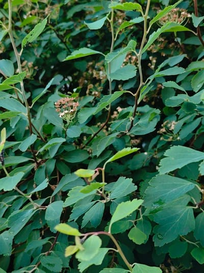 The image is a close-up, eye-level, medium shot of dense green foliage with small, light-colored flower clusters. The leaves are ovate with serrated edges and some appear to have water droplets on them. Thin, reddish-brown stems weave through the leaves. In the upper left, a small black insect, possibly an ant, is visible on a leaf. The background is a blur of darker green, suggesting more dense vegetation. The lighting is soft and diffused, indicating an overcast or shaded environment. There are no visible structures, people, or any specific geographical landmarks to indicate a location within the city of Mława, Poland. The scene appears to be a natural outdoor setting, likely a garden or park.