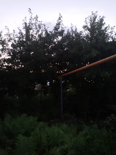 The image depicts an outdoor scene at dusk, likely in Usman, Russia, as suggested by the prompt. In the foreground, a dense patch of vibrant green ferns is visible, their fronds fanning out across the lower portion of the frame. Behind the ferns, a dark, shadowy area suggests a dense thicket of trees and foliage. Peeking through the leaves, several small, bright spots of light are visible, possibly reflections or distant lights.
Dominating the mid-ground is a thick stand of dark green trees, their branches creating a dense canopy that obscures much of the background. A weathered, orange-brown pole, part of an unseen structure, extends diagonally across the image from the left towards the right, partially obscured by the trees. A dark, grey vertical pole, likely supporting the orange pole, is visible on the left side of the frame.
The sky above is a pale, overcast grey, with hints of lighter clouds. The overall lighting suggests twilight or a heavily overcast day. The scene appears natural and somewhat wild, with no discernible human presence or activity directly depicted. The environment suggests a rural or semi-rural setting, possibly a garden or the edge of a wooded area.