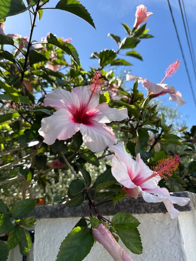 This media file is a close-up, eye-level shot of a hibiscus plant with multiple flowers in various stages of bloom. The foreground is dominated by two large, open hibiscus flowers, one in the lower left and another in the upper right, with delicate white petals tinged with pink. The central pistils of these flowers are a vibrant reddish-pink. Several other smaller, pink hibiscus flowers and buds are visible in the background, some in soft focus.

The scene is set outdoors with a clear, bright blue sky in the background, suggesting a sunny day. Green leaves of the hibiscus plant are interspersed with the flowers, some catching the sunlight. To the right of the frame, a textured white wall and a gray, rough-surfaced pillar are partially visible, providing a sense of a garden or outdoor living space. Thin dark lines, possibly power lines, are visible against the sky in the upper left corner. The overall lighting indicates it is daytime, likely morning or afternoon, with bright sunlight casting subtle shadows.

There are no people or animals visible. The focus is entirely on the natural beauty of the hibiscus flowers and foliage. The setting appears to be a residential area, possibly a garden or patio, in Almada, Portugal. The imagery evokes a sense of tranquility and the vibrancy of nature. No text is visible in the media file.