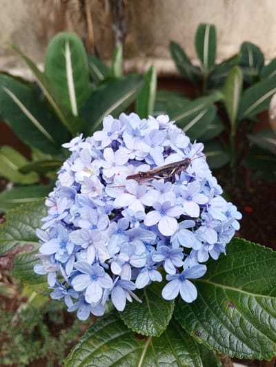 The image displays an outdoor scene in Weintiapa, Liberia, featuring a close-up of a flowering plant. A dark brown and grey striped grasshopper, approximately 2-3 cm long, with visible antennae, rests centrally upon a dense, spherical cluster of light blue hydrangea flowers. Each floret within the cluster is small, comprising four or five petals. The main subject is framed by prominent dark green, ovate leaves of the hydrangea plant in the foreground. The background, rendered out of focus, shows additional blurred green foliage and an indistinct light-colored vertical structure, consistent with a wall or building element. No human presence or specific interactions are depicted.