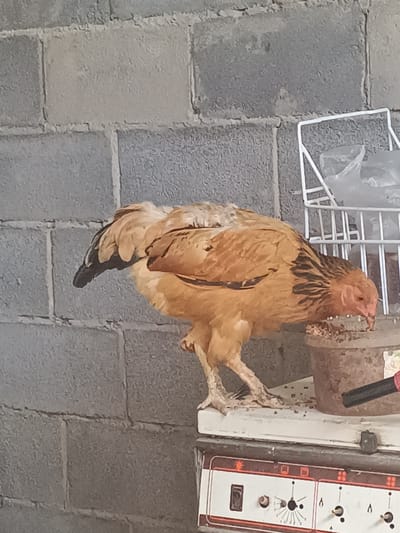 The image depicts a brown chicken standing on a white surface, possibly a stove, in front of a cinder block wall. The chicken is facing to its right and appears to be eating from a brown container. To the right of the chicken, a white wire rack with a plastic bag is visible. The overall environment suggests an indoor, possibly utilitarian setting. The location of Shamalgan, Kazakhstan is not visually ascertainable from the provided image.