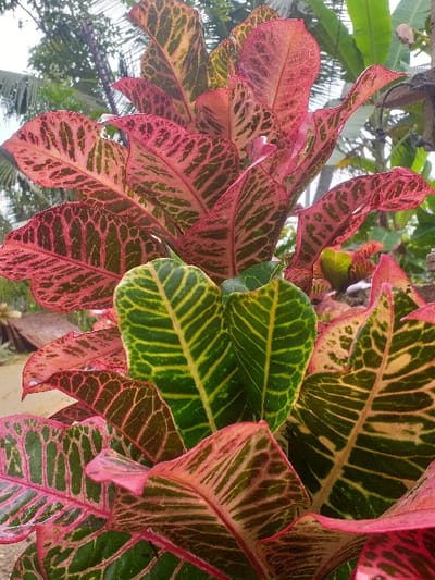 Close-up of a Croton plant with vibrant, multicolored leaves. A mix of red, pink, green, and yellow hues blend across the foliage, featuring intricate patterns of veining and coloration. Some leaves exhibit a mottled texture, while others display distinct stripes. The leaves vary in size and shape, creating a dynamic and visually appealing display of tropical flora. Background vegetation blurs behind the central focus.