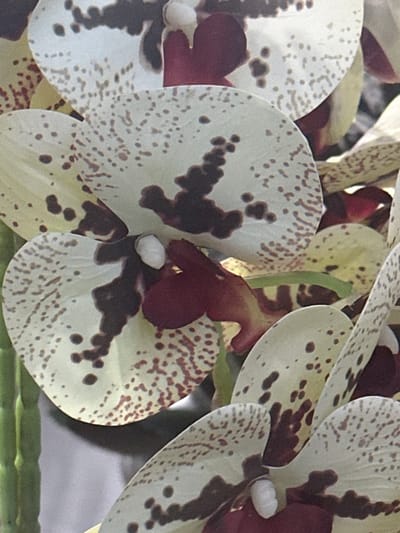 The image displays a close-up view of several spotted orchids with a dark red center. The petals are cream-colored with irregular brown spots and speckles. Some of the orchids are in focus, while others are blurred in the background. The lighting suggests an indoor setting, possibly a greenhouse or a florist's shop. There are no people or any discernible urban or natural landscape elements present in the image. The location provided, Novo Glagolevo, Russia, cannot be verified from the visual information in the image.