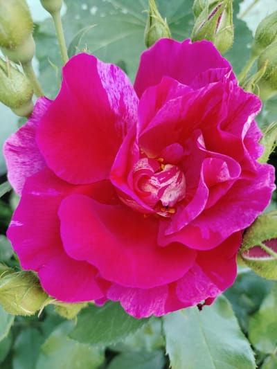 A close-up shot shows a vibrant fuchsia rose in full bloom, its petals slightly ruffled and variegated with streaks of white. Several rosebuds, still closed and a pale green, are clustered around the main flower, some showing hints of pink at their tips. The background consists of soft-focus green foliage, with a few water droplets visible on the leaves. The lighting suggests it is daytime, with the sun highlighting the texture and color of the rose. The image captures a serene moment in nature, likely in a garden.