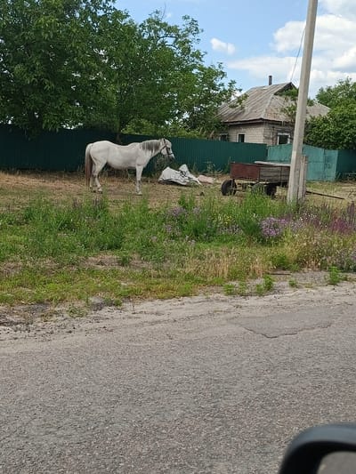 A white horse stands in a grassy area in front of a green fence. Behind the fence, a rustic house with a gray, corrugated metal roof is visible, surrounded by trees. A wooden cart with two wheels sits to the right of the horse. The ground in front of the scene is an asphalt road. The sky above is blue with scattered white clouds. The location is identified as Mala Smilianka, Ukraine.