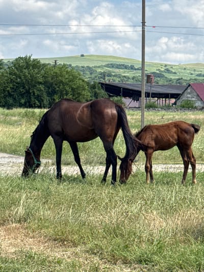 Two horses, an adult and a foal, are grazing in a grassy field with dry patches. The adult horse is dark brown and is wearing a green halter. The foal is a lighter shade of brown. In the background, there is a row of trees, a long, dark-colored structure that appears to be a barn or shelter with a damaged roof, and a smaller building with a red roof. A utility pole with wires runs vertically through the scene, slightly off-center to the right. The sky is cloudy with patches of blue. The terrain beyond the immediate field consists of rolling green hills. The scene is outdoors and appears to be in a rural or semi-rural setting, possibly on the outskirts of Zassovskaya, Russia, given the architectural style and landscape.