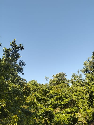Lush, green trees occupy the lower half of the frame, their foliage densely packed. The leaves vary in shade, reflecting sunlight in dappled patterns. Above the trees, a vast expanse of clear, blue sky dominates, creating a stark contrast with the verdant scene below. The composition is simple, yet captures the beauty of nature.