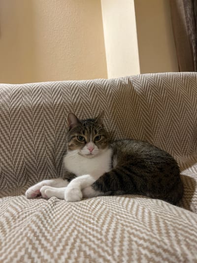 A tabby and white cat lies on a couch covered with a beige and white chevron-patterned blanket. The cat is positioned in the center of the frame, facing the camera. Its paws are crossed in front of its body. The background consists of a plain beige wall. The scene appears to be indoors.