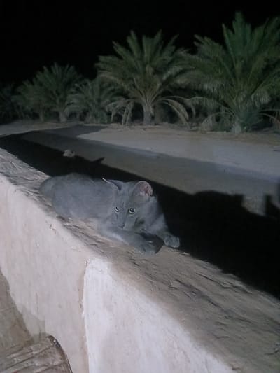 A grey cat is lying on its side on a light-colored, rough-textured wall at night. The cat is looking towards the camera with its eyes open. Behind the cat, there is a dark area, likely a shadow, cast by the cat. In the background, there is a row of palm trees against a dark sky. The environment appears to be outdoors, possibly in a rural or semi-rural setting, consistent with a location like the city of Hun, Libya, which is known for its oasis and date palm plantations. The lighting suggests artificial light sources are present, illuminating the cat and the wall.