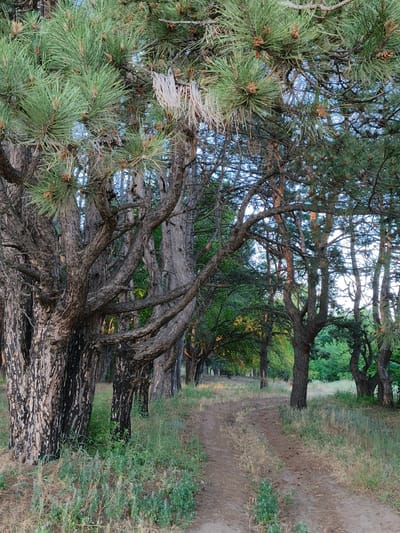 This image depicts a dirt path winding through a pine forest. The trees are dense, with thick, gnarled trunks and abundant green pine needles. Sunlight filters through the canopy, casting dappled light on the path and surrounding undergrowth, which consists of dry grass and some scattered green plants. In the distance, more trees line the path, creating a sense of depth. The scene is peaceful and natural, with no signs of human activity or man-made structures visible. This location is situated in the city of Shyroke, Ukraine.