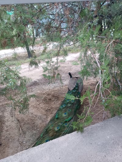 A peacock with iridescent green and blue tail feathers is partially visible in the foreground, peeking out from behind the branches of a coniferous tree. The peacock is facing away from the camera, its body covered in patterned gray and brown feathers. Its long tail fans out, displaying the characteristic eye spots. The setting is outdoors, with dry, sandy ground and sparse vegetation. The branches of the tree are laden with small, green, berry-like fruits. The overall impression is one of a natural habitat, possibly a park or garden, given the presence of the peacock. The lighting suggests it is daytime, and the scene appears tranquil. There is no visible text in the image.
