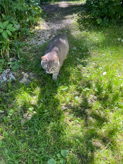 This media file is a high-angle, close-up shot of a tabby cat lying on lush green grass. The cat is the primary subject, with its grey and brown striped fur clearly visible. It is positioned in the lower-left quadrant of the image, looking upwards and to the right. The cat appears relaxed, with its eyes open and its whiskers prominent.
The setting is outdoors, with abundant green grass and some scattered leaves and small plants. Sunlight filters through unseen foliage, casting dappled shadows across the scene, indicating a sunny day. The overall impression is one of a tranquil, natural environment. There is a small patch of gravelly ground to the left of the cat, bordering a cluster of green leafy plants. The shadows suggest it might be late morning or early afternoon.
No people are visible in the image. The activity taking place is simply the cat resting or observing its surroundings. There are no notable text elements. The location context provided is Первомайский, Russia, which aligns with the outdoor, possibly rural or suburban setting. The overall mood is peaceful and serene.