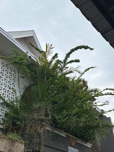 The image displays an exterior view of the "GANESHA GUEST HOUSE" located in Kerobokan, Indonesia, under an overcast, light grey sky. The building features a multi-tiered structure. The upper left portion reveals a modern white building segment with a gabled roof and a textured facade characterized by numerous circular perforations. A white cylindrical drainpipe or vent extends horizontally from beneath the roofline on this section. The lower portion of the building presents a dark grey wall with a white trim line, above which golden-brown decorative elements resembling carved wood are visible. Dense, lush green vegetation, including prominent palm fronds, leafy plants, and trailing vines with some dried, brownish sections, heavily covers the mid-section of the building, partially obscuring the architectural elements. No individuals or active interactions are visible in the scene.