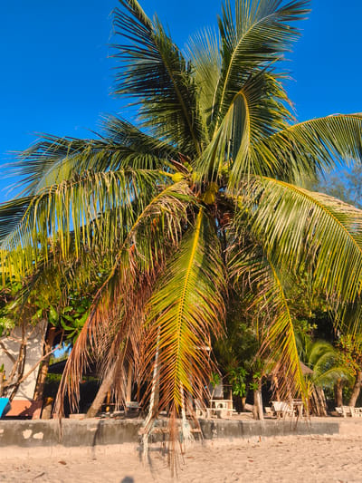 A medium shot captures a vibrant coconut palm tree dominating the frame against a clear blue sky. The palm's fronds, a mix of green and dry, rust-colored leaves, hang downwards, some appearing wilted. Several green coconuts are visible amongst the fronds. In the background, a concrete wall runs horizontally across the scene, separating the sandy beach in the foreground from a cluster of tropical trees and structures. A building with a light-colored exterior and a covered seating area with white picnic tables and chairs are partially visible behind the palm tree. The sandy beach appears mostly empty, with a few scattered leaves and shadows suggesting sunlight. The scene is set in Baan Lipa Noi, Thailand.