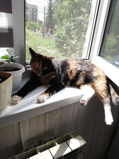 A calico cat lies on a white windowsill, basking in sunlight filtering through a window. The cat's fur displays patches of black, orange, and white. One of its front paws is extended towards the viewer, revealing pink toe beans. In the background, a green plant in a white pot sits on the windowsill. Outside the window, trees and a building are visible, suggesting an urban or suburban setting. A radiator is positioned below the windowsill. The scene is indoors, near a window with a screen, in an apartment in Tosno, Russia.