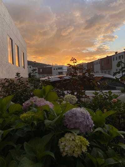 The image captures a street-level view of residential buildings in Quito, Ecuador, during a sunset. The sky is filled with dramatic, orange-hued clouds reflecting the setting sun. In the foreground, a lush green bush with several hydrangea blossoms in shades of purple, pink, and white is visible. The hydrangeas are the primary subjects in the foreground. Behind the foliage, a white car is parked on the street. The buildings appear to be modern, with white and brick facades, and several windows reflecting the sky. A lamp post is also visible. The overall scene depicts a peaceful evening in a residential neighborhood.