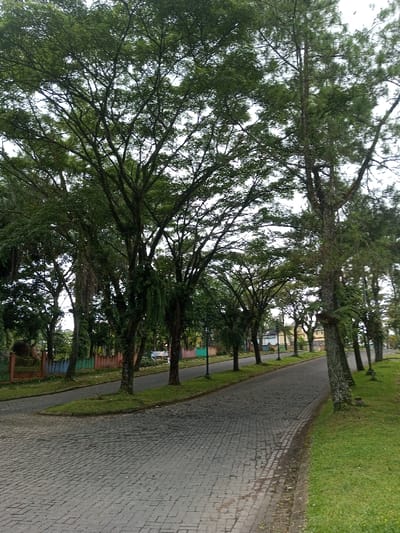 A paved brick road stretches into the distance, lined with tall, mature trees. Green grass borders the road on the right, while a park-like area with colorful fencing is visible on the left. The tree canopy forms a dense covering, obscuring much of the sky. Lamp posts are evenly spaced alongside the road, adding to the orderly and peaceful atmosphere.