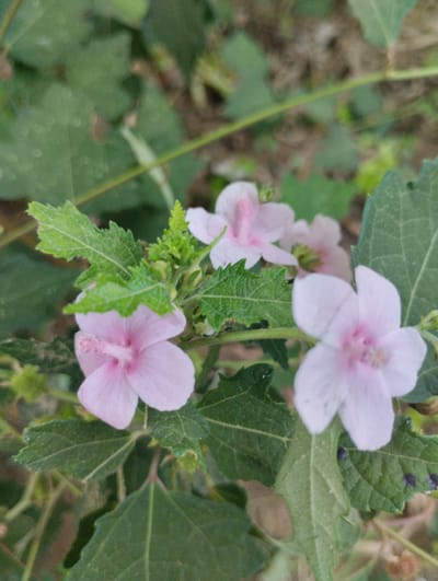 The image is a close-up, vertical shot of several light pink flowers with yellow centers and green leaves, captured outdoors. The flowers appear delicate, with thin petals. Some of the leaves are serrated along the edges and have a slightly rough texture. The background is softly blurred, showing more green foliage and hints of brown soil, suggesting a natural, possibly wild environment. The lighting is natural and diffused, casting no harsh shadows. There are no people or discernible man-made objects in the image. The scene is static and peaceful, focusing solely on the botanical details of the plants. The image location in Luengbaro, Indonesia, is not visually represented within the frame itself.
