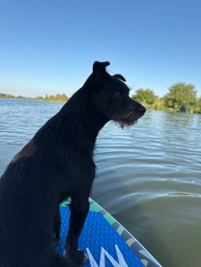 A black dog with a scruffy beard sits on a paddleboard in a body of water. The dog is looking to the right, with its head turned in profile. The paddleboard is blue with a diamond pattern. In the background, there is a shoreline with trees and reeds. The sky is clear and blue. The location is not specified in the image.