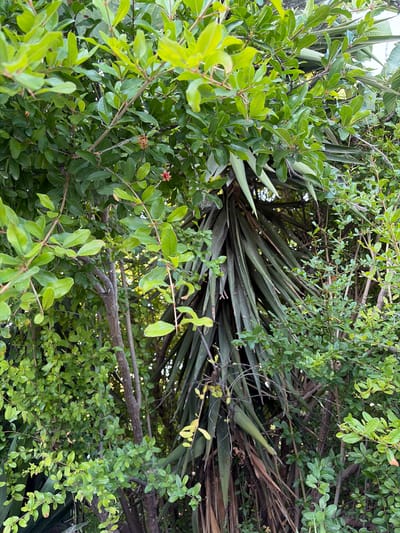 The image depicts a dense thicket of green foliage, primarily consisting of leafy branches with small, pointed leaves. Interspersed among these are longer, strappy, dark green leaves belonging to a larger plant, possibly a palm or similar type. The scene is characterized by a natural, untamed appearance, with branches crossing and overlapping. Sunlight filters through the leaves, creating variations in light and shadow. A small, red flower with multiple petals is visible on one of the branches. The overall impression is one of lush, verdant growth, with a sense of depth created by the layers of leaves and stems. The environment appears to be outdoors, likely in a garden or natural setting within Kolossi, Cyprus. There are no visible people or animals in the image.