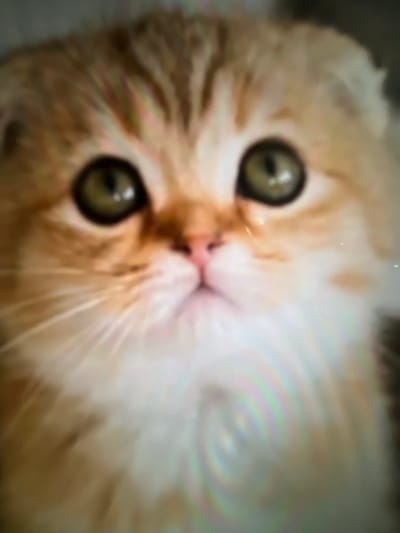 A fuzzy, close-up shot reveals a kitten's face, tilted at an angle. The kitten has striking, large green eyes that dominate the frame. Its fur is a blend of orange and white. The small pink nose is centered, slightly blurred. The soft, out-of-focus background and overall soft lighting give the image a gentle, dreamlike quality.