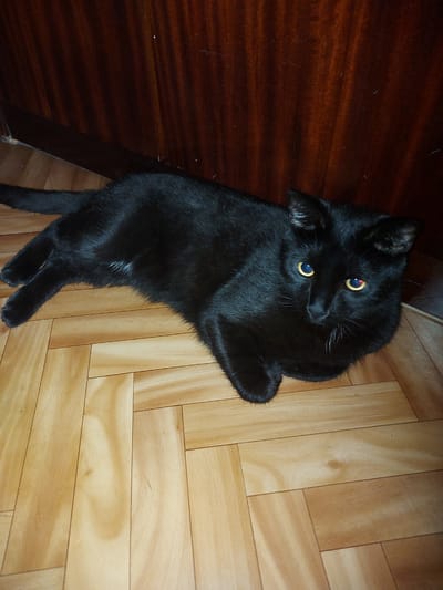 A black cat with bright yellow eyes is lying on its back on a wooden floor. The cat is mostly black, with some lighter fur on its chest and belly. Its eyes are wide open and looking up at the camera. The cat's paws are curled up, and its tail is wrapped around its body. The wooden floor is made of light-colored planks arranged in a herringbone pattern. To the left of the cat, there is a darker wooden surface, possibly a piece of furniture. The lighting in the image appears to be artificial, and the overall mood is relaxed and playful. The cat seems to be comfortable and enjoying itself. There is no visible text in the image.
