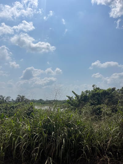 The scene, located in Oko-Eko, Nigeria, depicts an outdoor environment under a bright, partly cloudy sky. The sky is light blue, featuring numerous scattered white cumulus clouds, with evidence of direct sunlight. The immediate foreground is dominated by dense, tall green and light-green grasses and reeds, some exhibiting dry stalks extending upwards. Beyond this immediate vegetation, a body of water, appearing as a river or large pond, is partially visible. The far bank of the water is lined with dense green shrubbery and trees. In the distant background, through breaks in the tree line, faint outlines of structures and additional palm-like trees are discernible, indicating a settlement or populated area. No individuals, animals, or specific man-made objects are observed within the primary field of view.