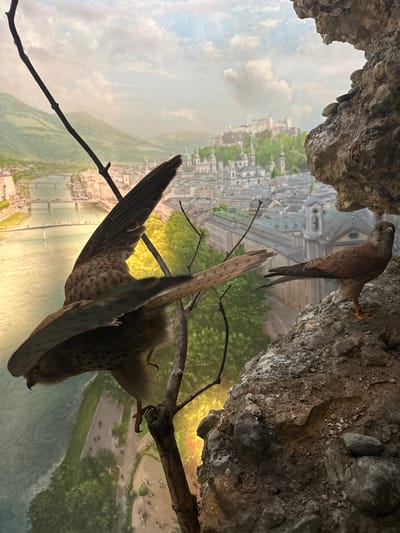 This is a taxidermy diorama depicting falcons perched on a rocky outcrop overlooking a painted backdrop of Salzburg, Austria. In the foreground, a falcon with outstretched wings is positioned on a thin branch. To its right, a second falcon stands on a textured rock surface, facing the viewer. The backdrop features a cityscape with buildings, a river with bridges, and mountains in the distance, including a prominent castle on a hill. The scene is lit with warm, artificial light that highlights the birds and the rock.