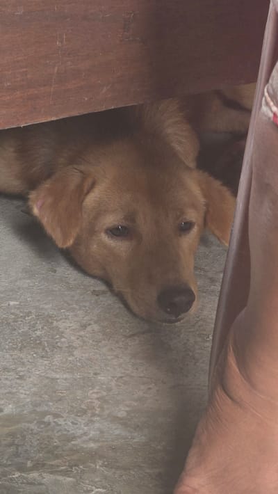 A light brown or golden-furred dog is resting on a grey, rough-textured concrete floor in what appears to be a shaded or partially enclosed space. The dog's head is turned to the side, with its eyes looking directly towards the camera, conveying a calm and gentle expression. Its black nose is visible.
A human limb, with medium skin tone, is positioned above the dog, partially obscuring the upper part of the frame and suggesting the dog might be resting near or under a person or an object. To the left, a dark brown wooden surface is visible, possibly part of furniture or a structural element. The dog's body is partially hidden by this wooden surface and the human limb.
The scene depicts a quiet moment of rest for the dog. The lighting is soft and diffused, characteristic of an indoor or well-shaded outdoor area, making it difficult to determine the exact time of day or weather. There is no visible text in the image. This scene takes place in Seririt, Indonesia.