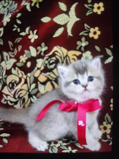 The image shows a fluffy, light-colored kitten with blue eyes sitting on a red fabric with a floral pattern. The kitten is wearing a bright pink ribbon tied in a bow around its neck. The background is the same red floral fabric, which appears to be a blanket or curtain. The image is slightly out of focus, particularly the background. The kitten is the main subject of the image. There is no indication of the city of Ungheni, Moldova, or any other specific location.