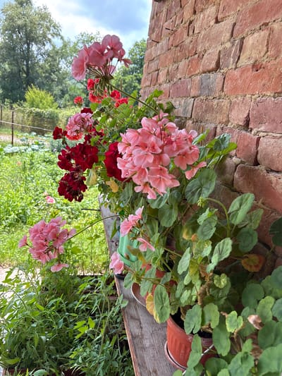 A close-up, eye-level, outdoor shot showcases a collection of potted geraniums in various shades of pink and dark red, arranged along a weathered wooden shelf. The flowers, with their distinct petals and green foliage, are the primary subjects. Behind the flowers, a rustic brick wall constructed from red bricks with visible mortar serves as the background. To the left, a lush green garden with various plants, some appearing to be tomato seedlings, is visible, suggesting a rural or semi-rural setting. The sky above is partly cloudy with a mix of white clouds and blue sky. The overall impression is one of a quaint, well-tended outdoor space, likely a porch or balcony in Borintsi, Bulgaria, given the context. There are no people or animals present.
