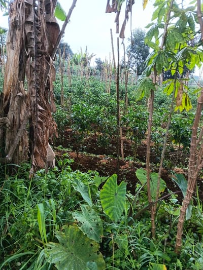 This image captures a vibrant, multi-layered agricultural scene in what appears to be a rural garden or small farm, consistent with the landscape of Nipa, Papua New Guinea.
In the immediate foreground on the left, a prominent, tall, and dry banana tree trunk with peeling, brown husks dominates the left side. To its right, closer to the bottom, are large, broad, heart-shaped leaves with distinct lighter green venation, characteristic of taro (Colocasia esculenta), some showing insect damage or holes. Further right in the mid-foreground, woody stems with green, palmate leaves identify cassava plants (Manihot esculenta).
The mid-ground reveals rows of lush, green, bushy plants, likely chili or another similar vegetable crop, extending across the field. These plants are supported by numerous upright wooden stakes, possibly bamboo, forming a rudimentary trellis system to aid their growth. Faint lines, potentially string or wire, connect some of these stakes. The soil beneath the cultivated rows appears dark and tilled.
In the background, more dense green foliage and trees suggest a natural forest or jungle environment beyond the cultivated area. The sky is overcast, providing soft, diffused light without harsh shadows, indicating perhaps a cloudy day, late morning, or early afternoon. The overall impression is one of humidity and lush growth.
No people are visible in the frame, but the organized planting and support structures clearly indicate human agricultural activity. There is no visible text in the image.