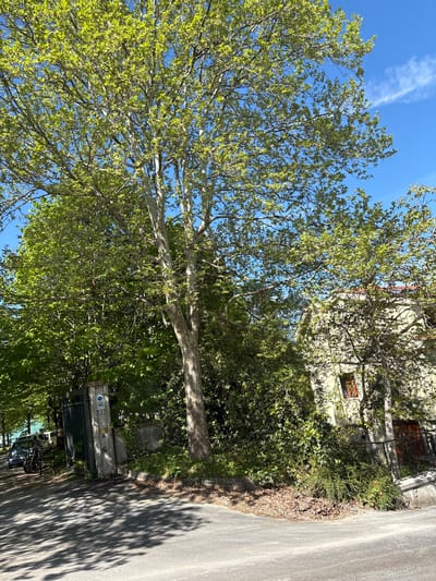 This image depicts a sunny outdoor scene on a street or path in Camerino, Italy, likely during the spring or early summer months. The time of day appears to be late morning or early afternoon, characterized by a bright, clear blue sky with a faint white contrail and strong sunlight creating distinct, dappled shadows from the trees on the paved surface to the right.

The dominant features are several large trees with vibrant, light green foliage, suggesting new growth. Their light-colored trunks are visible amidst the leaves. Behind the dense canopy of trees and extensive green bushes, a light-colored building with yellowish walls is partially obscured. Visible details of the building include dark windows, one with an orange-brown blind or shutter, and a dark metal railing or gate. The ground cover near the building and along the path is lush with greenery, including ivy, and some scattered dry leaves.

Along the paved road, several objects are visible. A concrete pillar supports a metal cabinet or box. Attached to this pillar are two signs: an upper blue circular sign with a white "P" crossed by a red diagonal line, indicating "No Parking" or "Parking Prohibited." Below it, a white rectangular sign has black text, mostly illegible, but hints of numbers "9" and "11" can be seen. Further down the street, partially hidden by trees and shadows, a dark-colored motorcycle and a car are parked, along with a bicycle near the pillar.

No people are visible, contributing to a sense of tranquility and calm in this peaceful street scene.