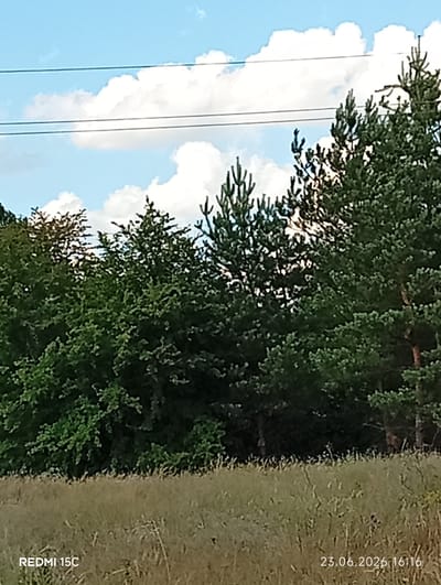 The image depicts an outdoor scene with a focus on a line of trees and a grassy field under a blue sky with white clouds. The trees are a mix of deciduous and coniferous varieties, with lush green foliage dominating the midground. Some of the coniferous trees have visible brown bark and needles. In the background, there are thin, dark lines that appear to be power lines stretched across the sky. The foreground is a field of dry, light brown grass, with some taller stalks and smaller green shoots visible.
The setting appears to be a rural or semi-rural area, likely during daytime, as suggested by the bright sky and the quality of light. The weather seems fair, with the presence of fluffy white clouds indicating a sunny day. There are no people or specific man-made objects other than the power lines.
Visible text in the image includes "REDMI 15C" in the bottom left corner, likely indicating the device used to take the photo, and "23.06.2026 16:16" in the bottom right corner, which is a date and time stamp. Given the location context of Mykolaivka, Ukraine, the image captures a moment in time in that region. The overall mood of the image is serene and natural, with no particular event or activity taking place.