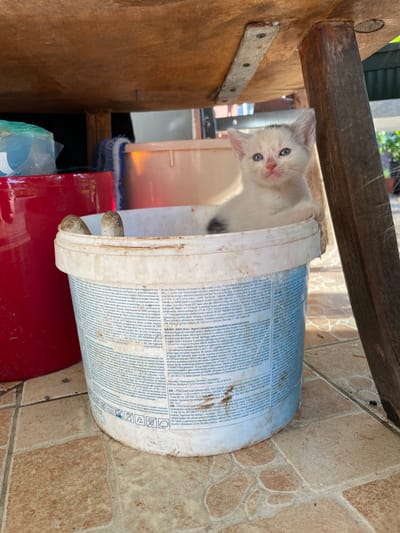 A small, white kitten with striking blue eyes and a pink nose peeks out from a large, grimy white plastic bucket in an outdoor utility area in Danilovgrad, Montenegro. The kitten has a small dark patch visible on its side and appears curious, looking directly at the camera.

The white bucket, likely a used container for paint or other construction materials, is heavily soiled and features extensive product information, usage instructions, and safety warnings printed in multiple languages including Slovenian, Albanian, Macedonian, Croatian, and Serbian. Visible brand names include JUPOL and JUMIX, with mentions of specific product types like "JUPOL Weiss-Naivre" (JUPOL White) and warnings such as "NE SME ZMRZNITI!" (Do not freeze!). Geographical references to Slovenia, Macedonia, Kosovo, and Serbia are also present within the text. This white bucket is resting on top of a smaller, red plastic bucket.

The setting includes rough, weathered wooden beams and panels, indicative of a rustic outdoor structure such as a shed or covered patio. A metal bracket is visible, screwed into one of the wooden surfaces. The ground is covered with brownish-tan tiled flooring. The scene is well-lit by natural sunlight, suggesting it is daytime. The image captures a charming and candid moment of the kitten exploring its environment.